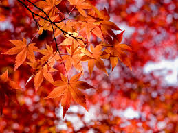 Fall Dental Health: Keep Your Smile Bright This Autumn